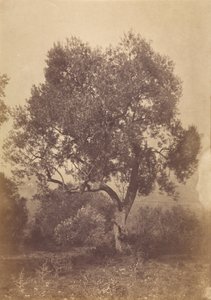 Oak Tree by Sir Coutts Lindsay